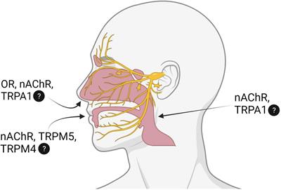 Frontiers Chemosensory Contributions of E Cigarette Additives on